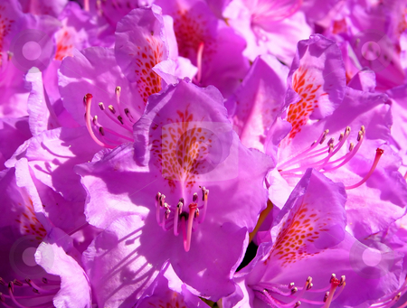 To use this stock image in your creative project, please select the size you need over to the right and click the "Add to Cart" button.
Your downloaded image will come with the Cutcaster watermark removed so don’t worry about the watermark you see on this page. Rhododendron flower stock photo, Rhododendron flower by Robert Biedermann