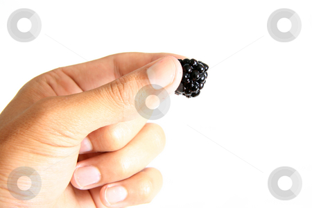 To use this stock image in your creative project, please select the size you need over to the right and click the "Add to Cart" button.
Your downloaded image will come with the Cutcaster watermark removed so don’t worry about the watermark you see on this page. Hand Holding a Fresh Blackberry stock photo, Hand Holding a Fresh Blackberry by Sam D'Cruz