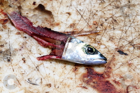 To use this stock image in your creative project, please select the size you need over to the right and click the "Add to Cart" button.
Your downloaded image will come with the Cutcaster watermark removed so don’t worry about the watermark you see on this page. Fish bait stock photo, Fish meat used as bait on a bloody board. by Henrik Lehnerer