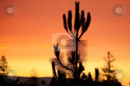 To use this stock image in your creative project, please select the size you need over to the right and click the "Add to Cart" button.
Your downloaded image will come with the Cutcaster watermark removed so don’t worry about the watermark you see on this page. California sunset stock photo, White pine sunset silhouette in California by Mariusz Jurgielewicz