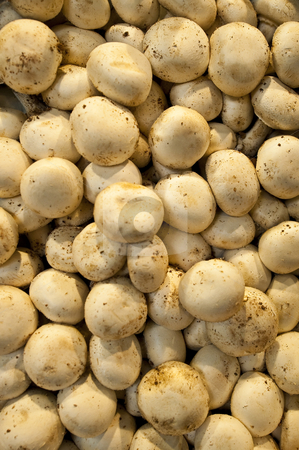 To use this stock image in your creative project, please select the size you need over to the right and click the "Add to Cart" button.
Your downloaded image will come with the Cutcaster watermark removed so don’t worry about the watermark you see on this page. Mushrooms. stock photo, Mushrooms at a stand in the Boqueria Market, in Barcelona, Spain. by Anibal Trejo