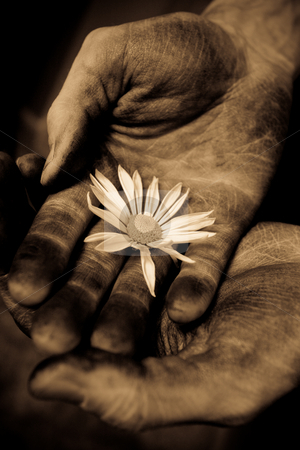 To use this stock image in your creative project, please select the size you need over to the right and click the "Add to Cart" button.
Your downloaded image will come with the Cutcaster watermark removed so don’t worry about the watermark you see on this page. Hand over hand with daisy stock photo, Two male hands hold a delicate daisy by Sharon Arnoldi