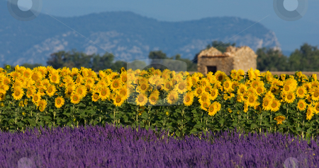 To use this stock image in your creative project, please select the size you need over to the right and click the "Add to Cart" button.
Your downloaded image will come with the Cutcaster watermark removed so don’t worry about the watermark you see on this page. Lavender and sunflower setting in Provence, France stock photo, Image shows a typical colorful landscape in Provence, France. A sunflower field is combined with a lavender field in the foreground and a neglected barn in the background. by Andreas Karelias