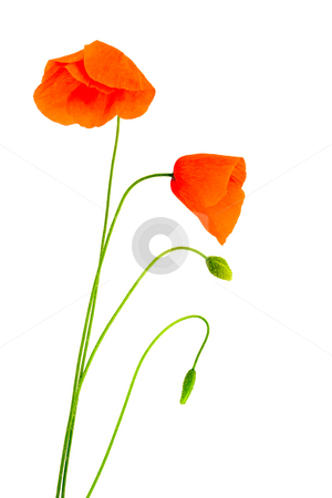 To use this stock image in your creative project, please select the size you need over to the right and click the "Add to Cart" button.
Your downloaded image will come with the Cutcaster watermark removed so don’t worry about the watermark you see on this page. Fragile poppies stock photo, Fragile poppies over a white background by Laurent Renault