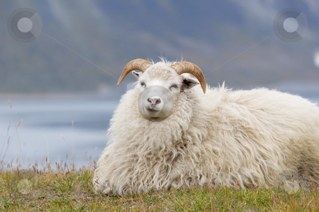 To use this stock image in your creative project, please select the size you need over to the right and click the "Add to Cart" button.
Your downloaded image will come with the Cutcaster watermark removed so don’t worry about the watermark you see on this page. Goat resting stock photo, A white goat resting and chewing the green grass around it. by Anders Peter