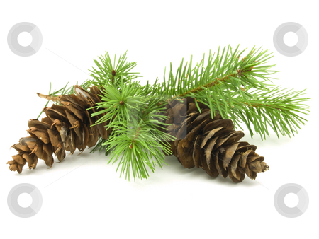 To use this stock image in your creative project, please select the size you need over to the right and click the "Add to Cart" button.
Your downloaded image will come with the Cutcaster watermark removed so don’t worry about the watermark you see on this page. Pine Cones stock photo, Pine cones with branches on white background by John Teeter