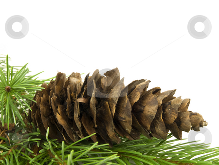 To use this stock image in your creative project, please select the size you need over to the right and click the "Add to Cart" button.
Your downloaded image will come with the Cutcaster watermark removed so don’t worry about the watermark you see on this page. Pine Cone stock photo, Pine cone laying in branches with white background by John Teeter