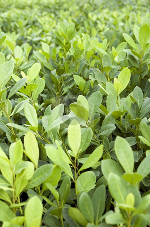 To use this stock image in your creative project, please select the size you need over to the right and click the "Add to Cart" button.
Your downloaded image will come with the Cutcaster watermark removed so don’t worry about the watermark you see on this page. Yerba Mate Crop stock photo, Crop of young seedlings of Argentinian Yerba Mate plants. This plant is drunk with boiling water similar to tea. by Lee Torrens