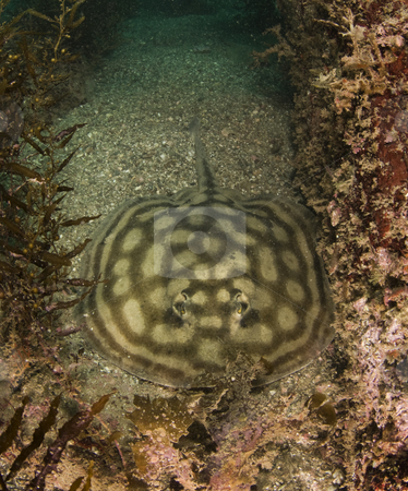To use this stock image in your creative project, please select the size you need over to the right and click the "Add to Cart" button.
Your downloaded image will come with the Cutcaster watermark removed so don’t worry about the watermark you see on this page. Bullseye Stingray stock photo, A Bullseye Stingray (Urobatis concentricus) in the sand underwater in th Sea of Cortez, Mexico by A Cotton Photo