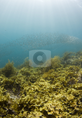 To use this stock image in your creative project, please select the size you need over to the right and click the "Add to Cart" button.
Your downloaded image will come with the Cutcaster watermark removed so don’t worry about the watermark you see on this page. Cortez Seascape stock photo, A school of baitfish swim above the vegetation growing on the bottom of the Sea of Cortez, Mexico by A Cotton Photo