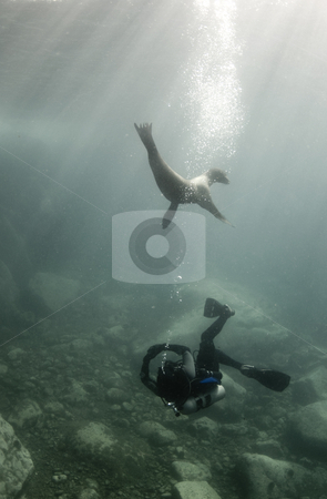 To use this stock image in your creative project, please select the size you need over to the right and click the "Add to Cart" button.
Your downloaded image will come with the Cutcaster watermark removed so don’t worry about the watermark you see on this page. Diver and Sea Lion stock photo, A diver and a California Sea Lion (Zalophus californianus) play together underwater in the Sea of Cortez, Mexico by A Cotton Photo