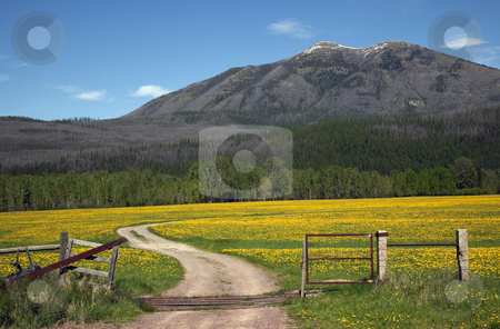 To use this stock image in your creative project, please select the size you need over to the right and click the "Add to Cart" button.
Your downloaded image will come with the Cutcaster watermark removed so don’t worry about the watermark you see on this page. Yellow Flower Farm Road Fence Countryside Glacier National Park stock photo, Country Roads Montana Countryside Yellow Flower Farm in front of Mountain Near Glacier National Park Montana by William Perry