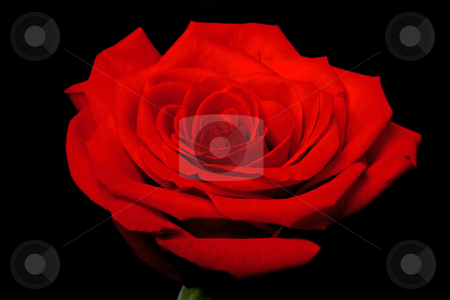 To use this stock image in your creative project, please select the size you need over to the right and click the "Add to Cart" button.
Your downloaded image will come with the Cutcaster watermark removed so don’t worry about the watermark you see on this page. Red rose flower on black stock photo, Close up of a rose flower with some parts blurry and others sharp showing its beautiful petals, isolated. by Paul Hakimata