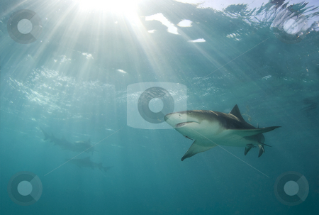 To use this stock image in your creative project, please select the size you need over to the right and click the "Add to Cart" button.
Your downloaded image will come with the Cutcaster watermark removed so don’t worry about the watermark you see on this page. Lemon Rays stock photo, A lemon shark (Negaprion brevirostris) swims above as a burst of sunlight breaks through the ocean's surface by A Cotton Photo
