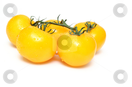 To use this stock image in your creative project, please select the size you need over to the right and click the "Add to Cart" button.
Your downloaded image will come with the Cutcaster watermark removed so don’t worry about the watermark you see on this page. Yellow Heirloom Tomatoes stock photo, Heirloom tomatoes attached to a short section of vine isolated on a white background by Lynn Bendickson