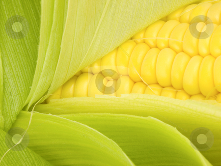 To use this stock image in your creative project, please select the size you need over to the right and click the "Add to Cart" button.
Your downloaded image will come with the Cutcaster watermark removed so don’t worry about the watermark you see on this page. Corn Kernals Close up stock photo, Corn Kernals Close up with open husk by John Teeter
