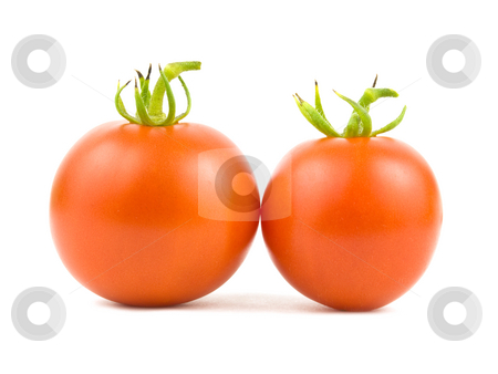 To use this stock image in your creative project, please select the size you need over to the right and click the "Add to Cart" button.
Your downloaded image will come with the Cutcaster watermark removed so don’t worry about the watermark you see on this page. Two Tomatoes stock photo, Two ripe tomatoes on a white background by John Teeter