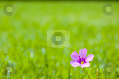 To use this stock image in your creative project, please select the size you need over to the right and click the "Add to Cart" button.
Your downloaded image will come with the Cutcaster watermark removed so don’t worry about the watermark you see on this page. Single Pink Flower on Grass stock photo, A lonely pink flower on a patch of grass with shallow depth of field and lots of space for copy. by Lee Torrens