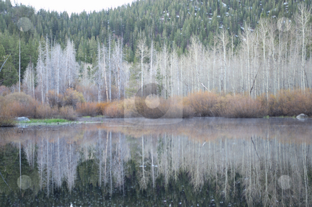 To use this stock image in your creative project, please select the size you need over to the right and click the "Add to Cart" button.
Your downloaded image will come with the Cutcaster watermark removed so don’t worry about the watermark you see on this page. Winter Reflection stock photo, Bare Aspen trees and bushes are reflected in the calm lake in the sierra nevada mountains in the winter season. by Lynn Bendickson
