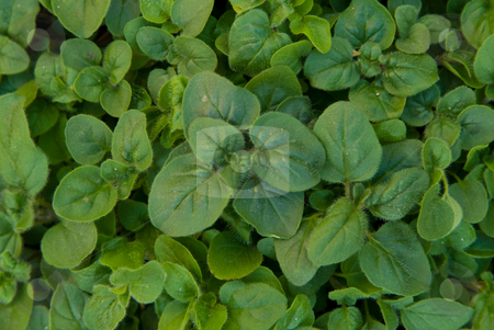 To use this stock image in your creative project, please select the size you need over to the right and click the "Add to Cart" button.
Your downloaded image will come with the Cutcaster watermark removed so don’t worry about the watermark you see on this page. Oregano 2 stock photo, Bed of fresh Oregano growing in the garden by Emma White