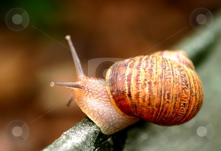 To use this stock image in your creative project, please select the size you need over to the right and click the "Add to Cart" button.
Your downloaded image will come with the Cutcaster watermark removed so don’t worry about the watermark you see on this page. Snail stock photo, Single brown snail walking along very slowly by Henrik Lehnerer