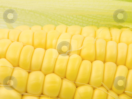 To use this stock image in your creative project, please select the size you need over to the right and click the "Add to Cart" button.
Your downloaded image will come with the Cutcaster watermark removed so don’t worry about the watermark you see on this page. Corn Kernals Close up stock photo, Corn Kernals Close up with open husk by John Teeter