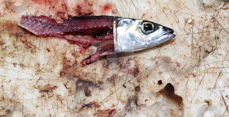 To use this stock image in your creative project, please select the size you need over to the right and click the "Add to Cart" button.
Your downloaded image will come with the Cutcaster watermark removed so don’t worry about the watermark you see on this page. Fish bait stock photo, Fish meat used as bait on a bloody board. by Henrik Lehnerer