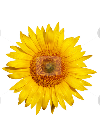 To use this stock image in your creative project, please select the size you need over to the right and click the "Add to Cart" button.
Your downloaded image will come with the Cutcaster watermark removed so don’t worry about the watermark you see on this page. Sunflower macro stock photo, Macro of a beautiful sunflower with dew drops isolated on white by Laurent Dambies