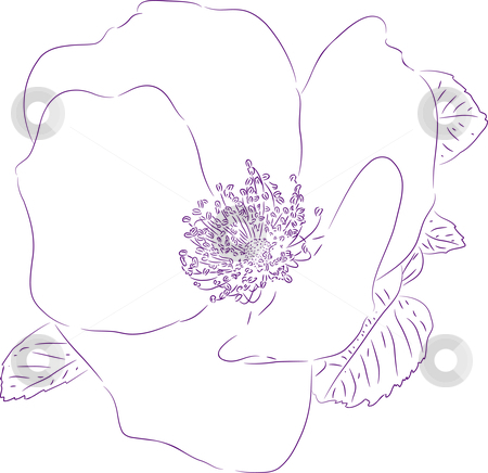 To use this stock image in your creative project, please select the size you need over to the right and click the "Add to Cart" button.
Your downloaded image will come with the Cutcaster watermark removed so don’t worry about the watermark you see on this page. Flower of the sweetbrier stock vector clipart, Planimetric drawing of a flower of a dogrose. by Liubov Nazarova