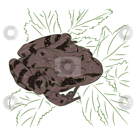 To use this stock image in your creative project, please select the size you need over to the right and click the "Add to Cart" button.
Your downloaded image will come with the Cutcaster watermark removed so don’t worry about the watermark you see on this page. Meadow Frog stock vector clipart, The brown meadow frog sits on green leaves by Liubov Nazarova