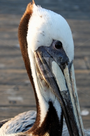 To use this stock image in your creative project, please select the size you need over to the right and click the "Add to Cart" button.
Your downloaded image will come with the Cutcaster watermark removed so don’t worry about the watermark you see on this page. Pelican stock photo, Close up of a pelican head with pier in the background. by Henrik Lehnerer