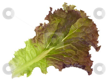 To use this stock image in your creative project, please select the size you need over to the right and click the "Add to Cart" button.
Your downloaded image will come with the Cutcaster watermark removed so don’t worry about the watermark you see on this page. Red and green leaf of lettuce stock photo, Single leaf of green and red lettuce isolated on white by Marek Uliasz