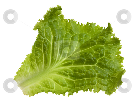 To use this stock image in your creative project, please select the size you need over to the right and click the "Add to Cart" button.
Your downloaded image will come with the Cutcaster watermark removed so don’t worry about the watermark you see on this page. Green leaf of lettuce stock photo, Single green leaf of lettuce isolated on white by Marek Uliasz
