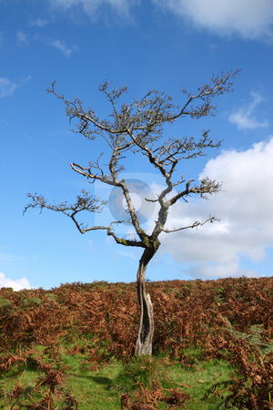 To use this stock image in your creative project, please select the size you need over to the right and click the "Add to Cart" button.
Your downloaded image will come with the Cutcaster watermark removed so don’t worry about the watermark you see on this page. Old gnarled tree with no leaves on Dartmoor, England UK. stock photo, Old gnarled tree with no leaves on Dartmoor, England UK. by Stephen Rees