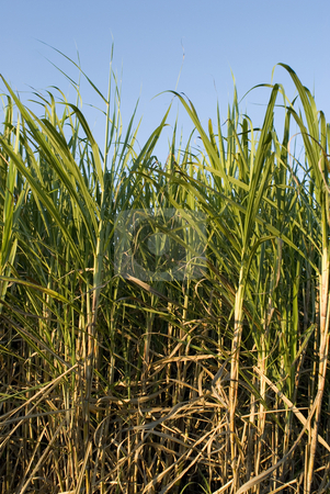 To use this stock image in your creative project, please select the size you need over to the right and click the "Add to Cart" button.
Your downloaded image will come with the Cutcaster watermark removed so don’t worry about the watermark you see on this page. Ripe sugar cane stock photo, Sugar cane ready to be harvested, Queensland, Australia by Stephen Gibson