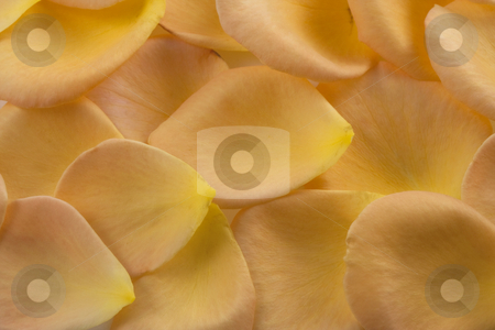 To use this stock image in your creative project, please select the size you need over to the right and click the "Add to Cart" button.
Your downloaded image will come with the Cutcaster watermark removed so don’t worry about the watermark you see on this page. Orange and yellow rose petal texture stock photo, Background of delicate yellow and orange rose petals, macro shot by Marek Uliasz