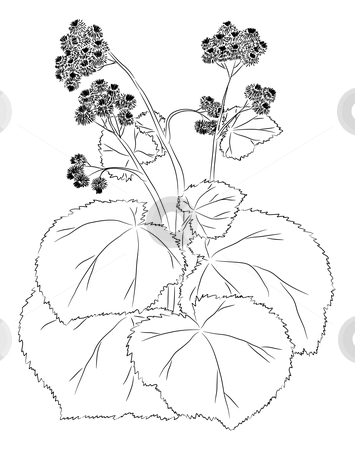 To use this stock image in your creative project, please select the size you need over to the right and click the "Add to Cart" button.
Your downloaded image will come with the Cutcaster watermark removed so don’t worry about the watermark you see on this page. Graceful burdock stock vector clipart, The burdock sketch. Graphic work. There is a variant in a vector. by Liubov Nazarova