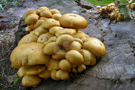 To use this stock image in your creative project, please select the size you need over to the right and click the "Add to Cart" button.
Your downloaded image will come with the Cutcaster watermark removed so don’t worry about the watermark you see on this page. Mushroom stock photo, Mushroom colony on a pine trunk during a summer evening. by Julio Viard