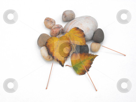 To use this stock image in your creative project, please select the size you need over to the right and click the "Add to Cart" button.
Your downloaded image will come with the Cutcaster watermark removed so don’t worry about the watermark you see on this page. Acupuncture needles concept of autumn, water and earth stock photo, Acupuncture needles displayed with stones, shell and utumn leaves by Chris Clews