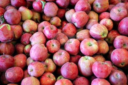 To use this stock image in your creative project, please select the size you need over to the right and click the "Add to Cart" button.
Your downloaded image will come with the Cutcaster watermark removed so don’t worry about the watermark you see on this page. Red And Yellow Apple stock photo, Fresh harvested apples in various shades of red with yellow and light green stripes by Lynn Bendickson