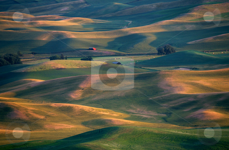 To use this stock image in your creative project, please select the size you need over to the right and click the "Add to Cart" button.
Your downloaded image will come with the Cutcaster watermark removed so don’t worry about the watermark you see on this page. Red in a Sea of Green stock photo, A red barn stands out in a sea of green and gold hills of the Palouse at Sunset by Mike Dawson