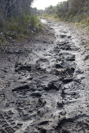 To use this stock image in your creative project, please select the size you need over to the right and click the "Add to Cart" button.
Your downloaded image will come with the Cutcaster watermark removed so don’t worry about the watermark you see on this page. Muddy path stock photo, Foot prints in the mud on a walking trail by Stephen Gibson