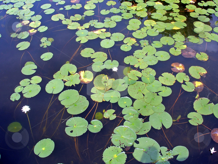 To use this stock image in your creative project, please select the size you need over to the right and click the "Add to Cart" button.
Your downloaded image will come with the Cutcaster watermark removed so don’t worry about the watermark you see on this page. Lily Pads stock photo, A lot of lily pads on a lake by Lucy Clark