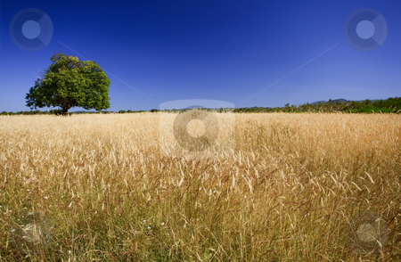 To use this stock image in your creative project, please select the size you need over to the right and click the "Add to Cart" button.
Your downloaded image will come with the Cutcaster watermark removed so don’t worry about the watermark you see on this page. Bright colors of harvest season stock photo, Field of ripe wheat with green tree against deep blue sky. Focus on the foreground. by Natalia Macheda