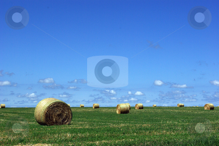 To use this stock image in your creative project, please select the size you need over to the right and click the "Add to Cart" button.
Your downloaded image will come with the Cutcaster watermark removed so don’t worry about the watermark you see on this page. Iowa Hay Field stock photo, Large hay bales, weighing more than 1,500 pounds, look like an artistic display on a farm field in northeast Iowa with a background of blue sky and fluffy clouds on the norizon. by Dennis Thomsen