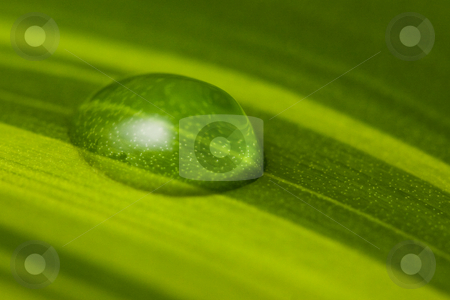 To use this stock image in your creative project, please select the size you need over to the right and click the "Add to Cart" button.
Your downloaded image will come with the Cutcaster watermark removed so don’t worry about the watermark you see on this page. Water drop green leaf stock photo, One water drop on fresh green leaf by Peter Kirillov