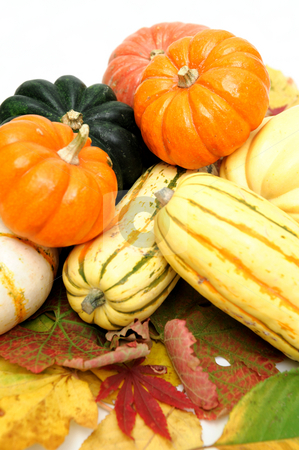 To use this stock image in your creative project, please select the size you need over to the right and click the "Add to Cart" button.
Your downloaded image will come with the Cutcaster watermark removed so don’t worry about the watermark you see on this page. Squash stock photo, Assorted squash including green and white Acorn, Gold Nugget, Delicata, small pumpkins and Fall leaves on a light colored background. by Lynn Bendickson