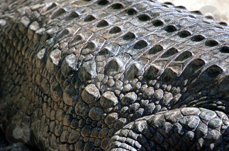 To use this stock image in your creative project, please select the size you need over to the right and click the "Add to Cart" button.
Your downloaded image will come with the Cutcaster watermark removed so don’t worry about the watermark you see on this page. Crocodile skin close up stock photo, Closeup of protective armored skin on back of crocodile outdoors. by Martin Crowdy