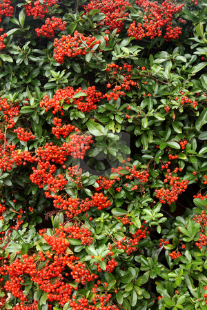 To use this stock image in your creative project, please select the size you need over to the right and click the "Add to Cart" button.
Your downloaded image will come with the Cutcaster watermark removed so don’t worry about the watermark you see on this page. Lots of autumn season natural wild red berries. stock photo, Lots of autumn season natural wild red berries. by Stephen Rees