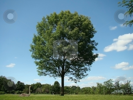 To use this stock image in your creative project, please select the size you need over to the right and click the "Add to Cart" button.
Your downloaded image will come with the Cutcaster watermark removed so don’t worry about the watermark you see on this page. Tree in field with sitting ostrich stock photo, Orstrich sits quietly in field near large tree by CHERYL LAFOND